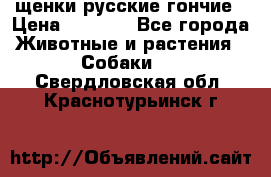 щенки русские гончие › Цена ­ 4 000 - Все города Животные и растения » Собаки   . Свердловская обл.,Краснотурьинск г.